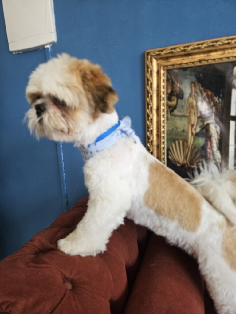 Oliver na Realeza Pets, foto 20