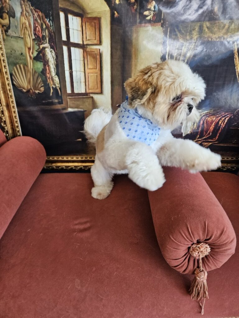 Oliver na Realeza Pets, foto 21
