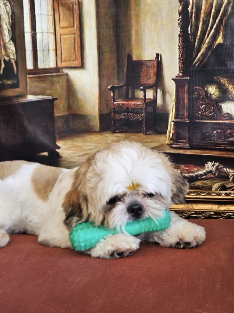 Oliver na Realeza Pets, foto 22