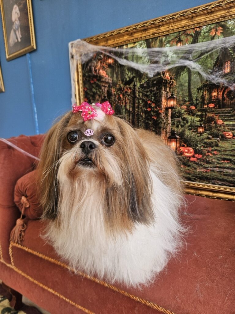 Katy Perry, Shih Tzu atendido na Realeza Pets