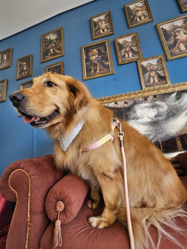 Fiona na Realeza Pets, foto 33