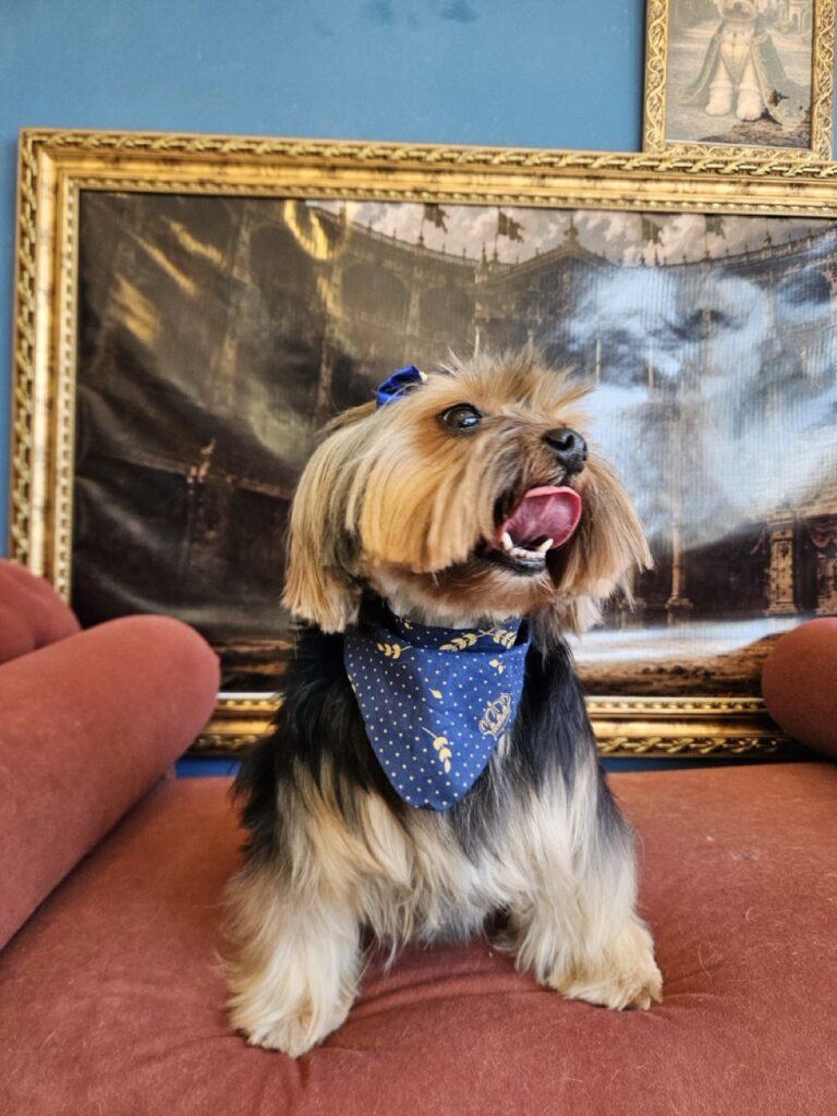 Nana na Realeza Pets, foto 41