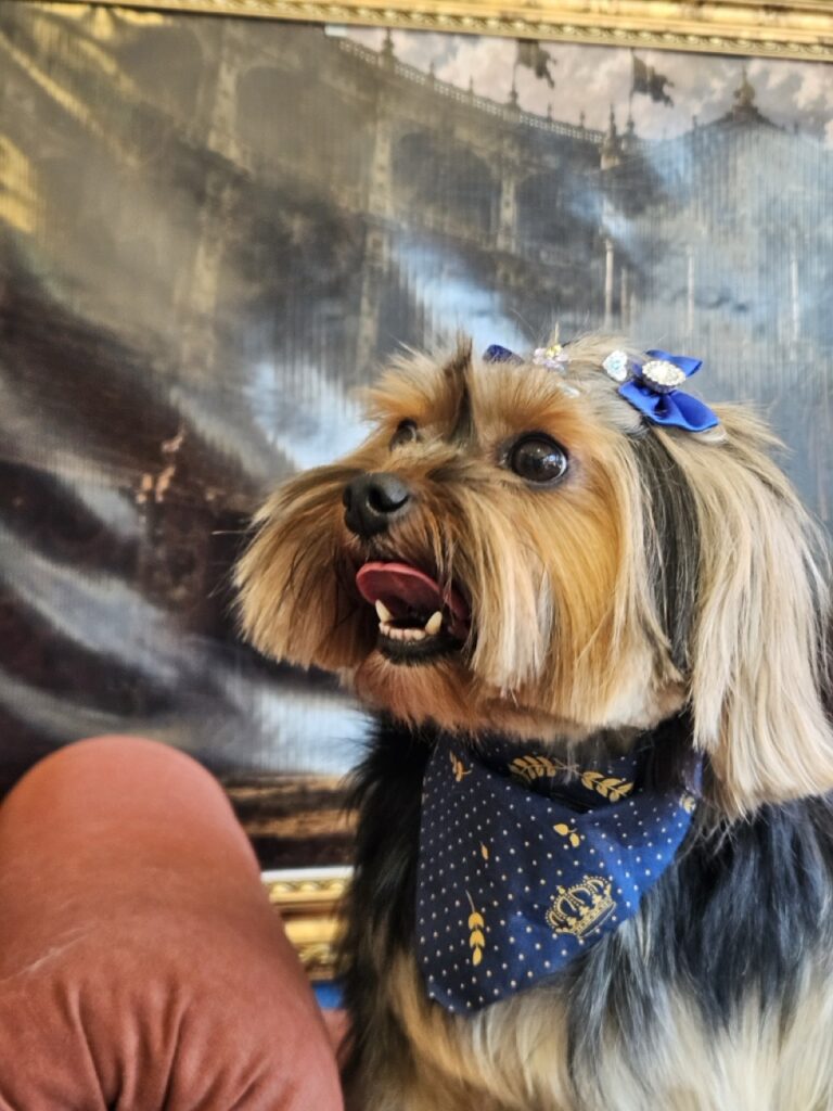 Nana na Realeza Pets, foto 43