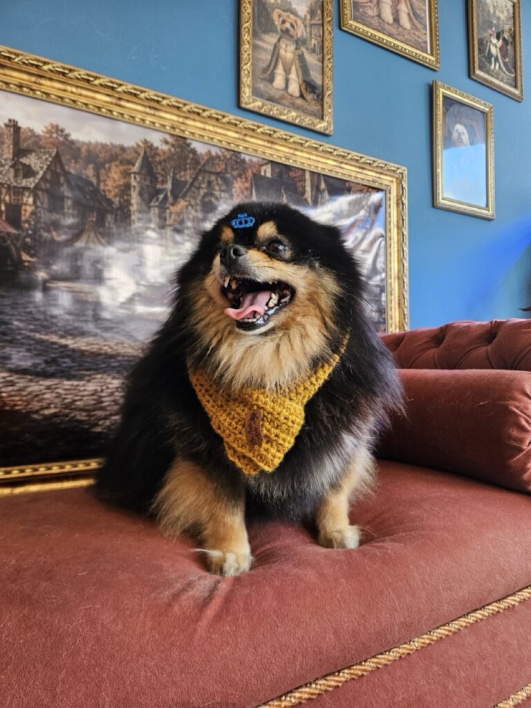 Duke na Realeza Pets, foto 11