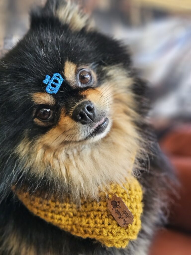 Duke na Realeza Pets, foto 12