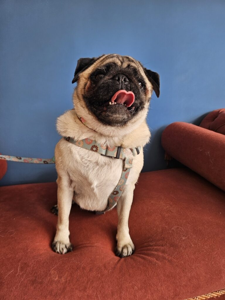 Foto de capa
