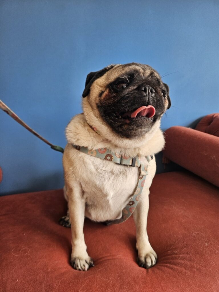 Foto de capa