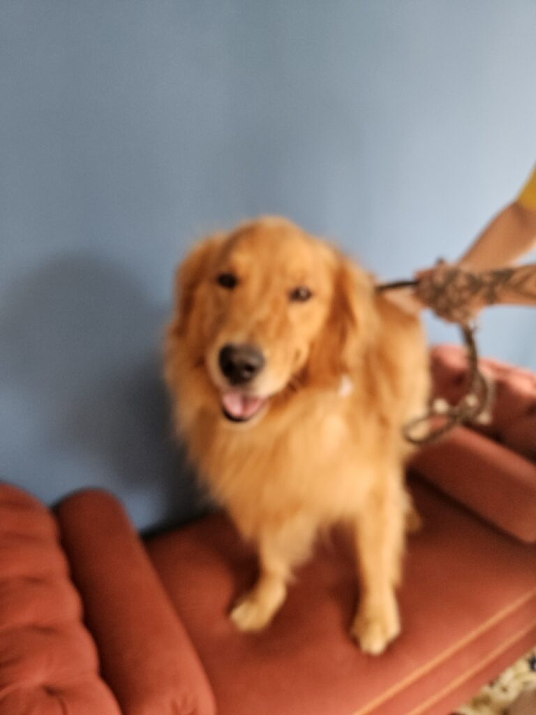Doc, Golden Retriever atendido na Realeza Pets
