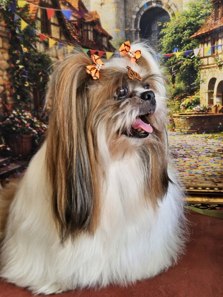 Katy Perry na Realeza Pets, foto 11