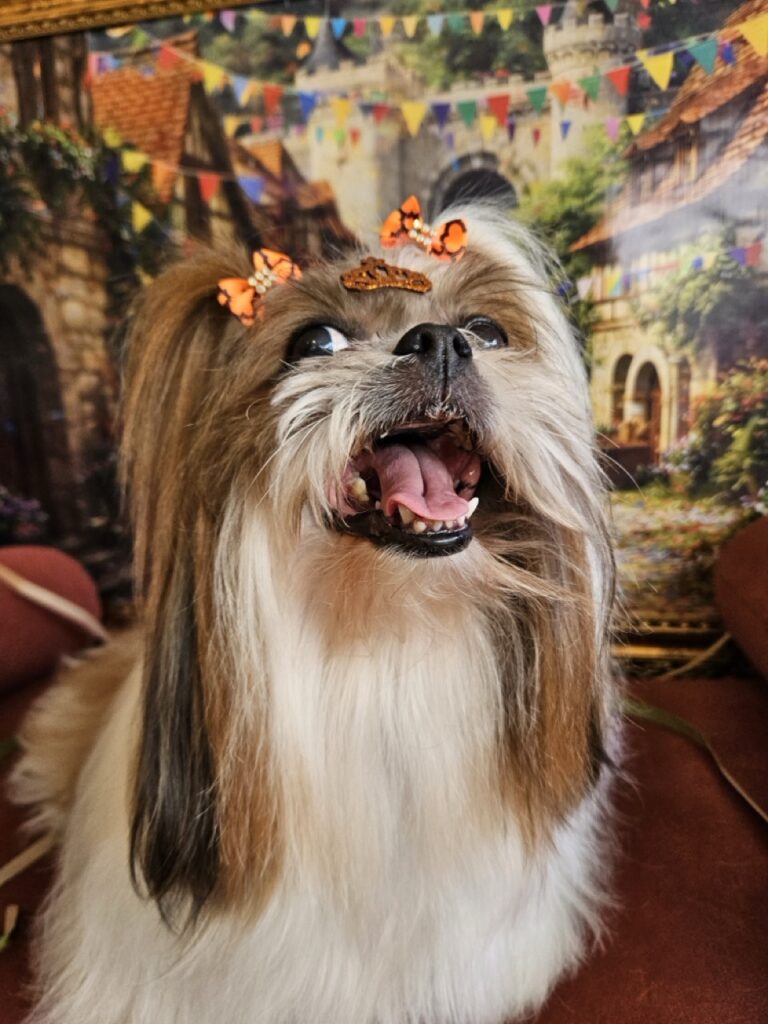 Katy Perry na Realeza Pets, foto 10