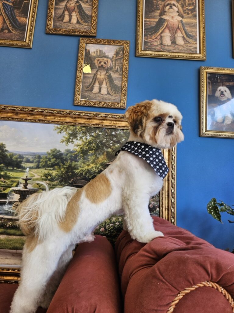 Oliver na Realeza Pets, foto 26