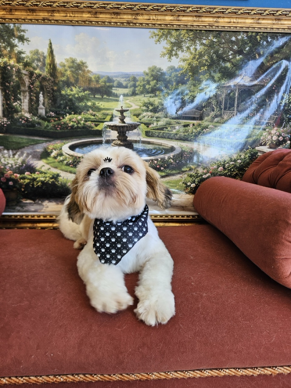 Tosa Tosa Bebê em Oliver, Shih Tzu, feita na Realeza Pets
