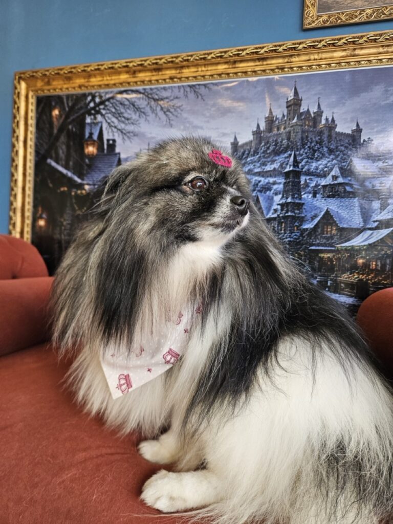 Sophie na Realeza Pets, foto 14
