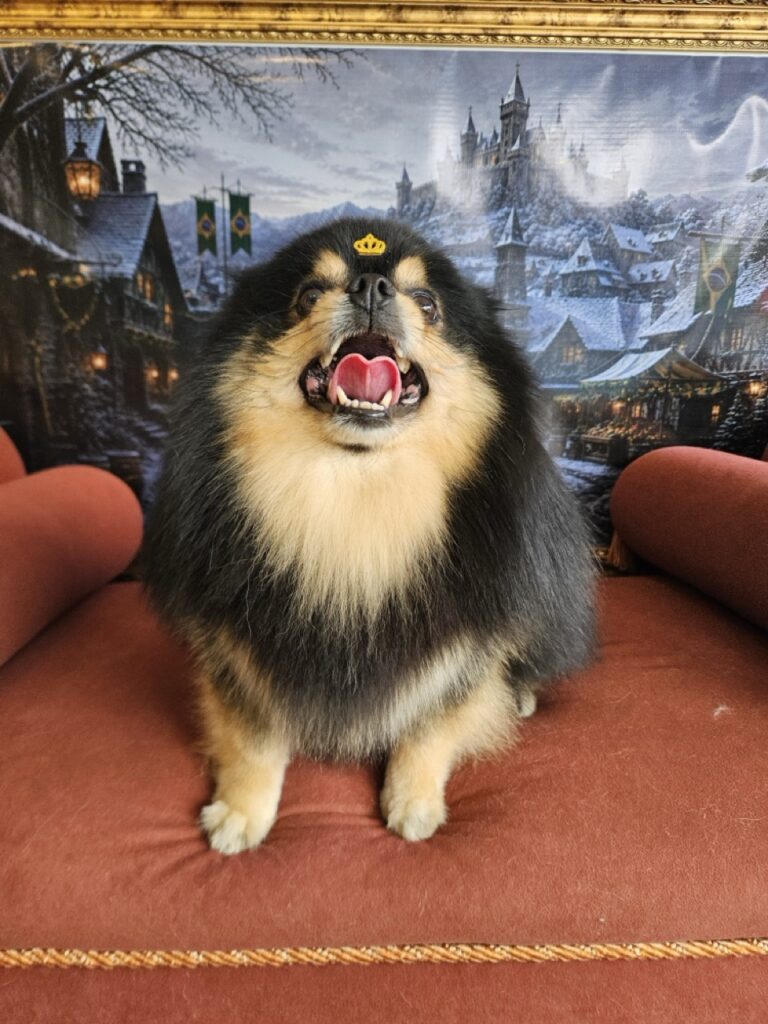 Duke na Realeza Pets, foto 15