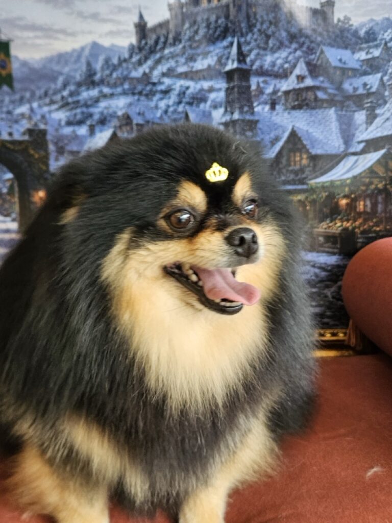 Duke na Realeza Pets, foto 16