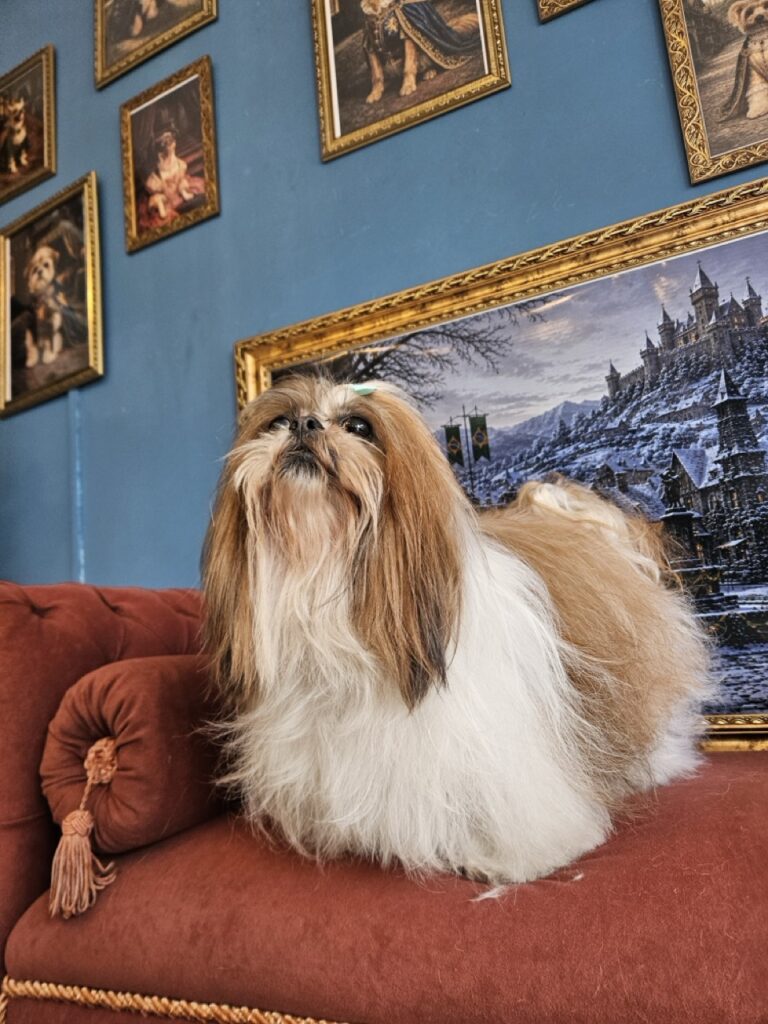 Katy Perry na Realeza Pets, foto 33