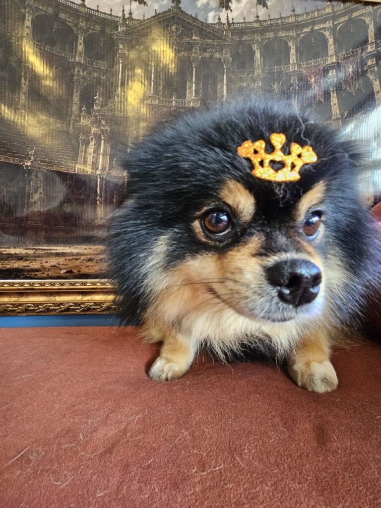 Duke na Realeza Pets, foto 17