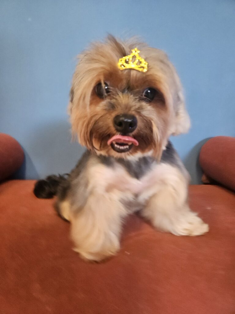 Nana na Realeza Pets, foto 5