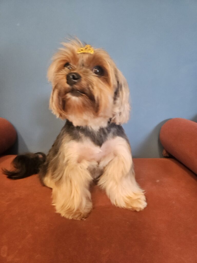 Nana na Realeza Pets, foto 6