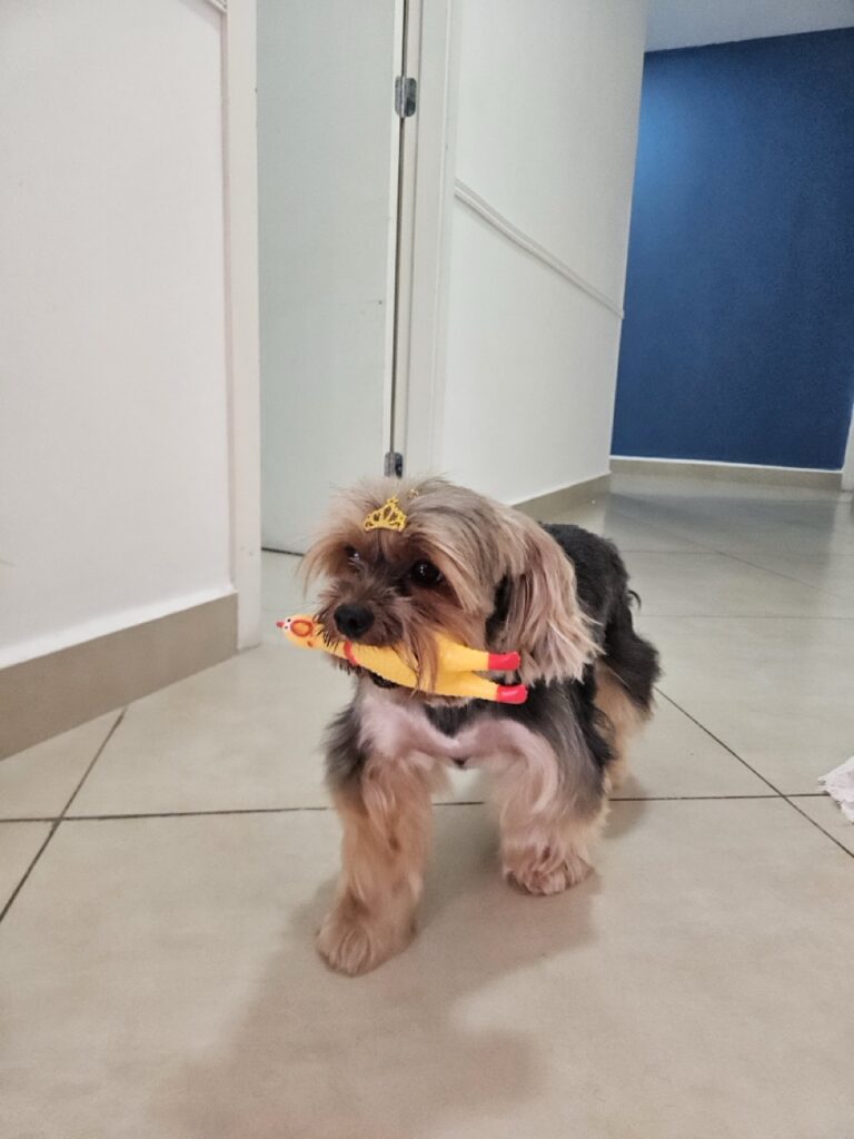 Nana na Realeza Pets, foto 7