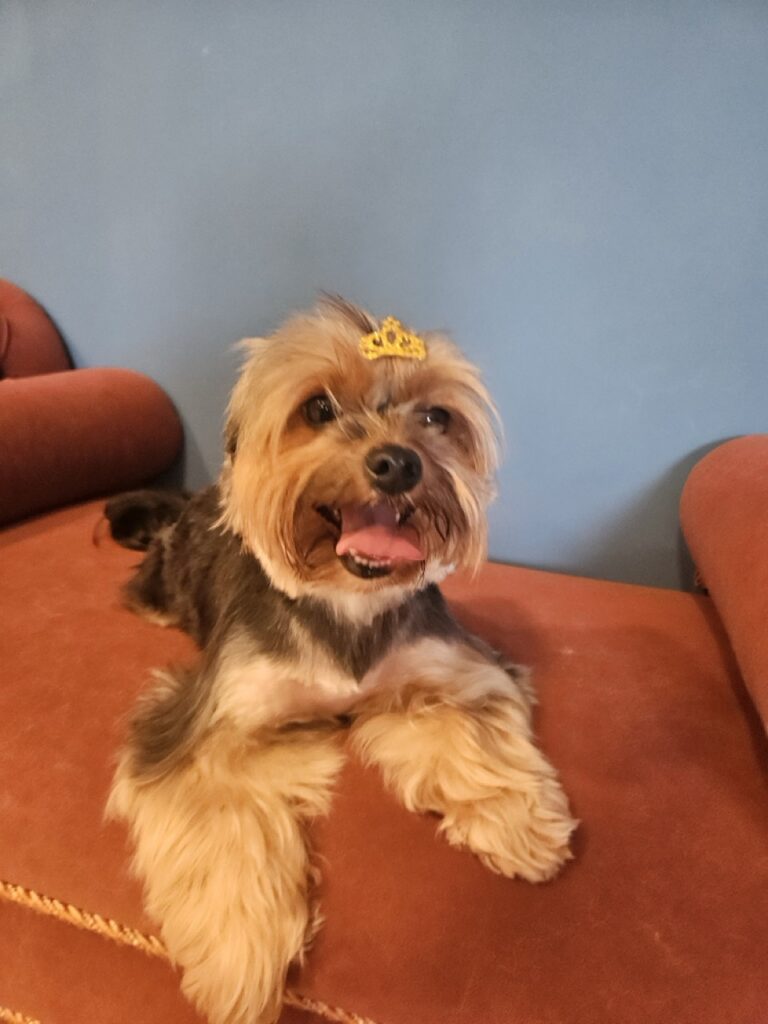 Nana na Realeza Pets, foto 8