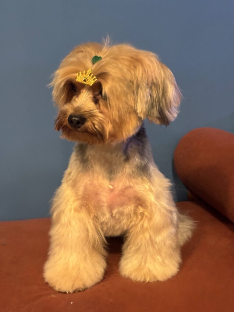 Coca na Realeza Pets, foto 5