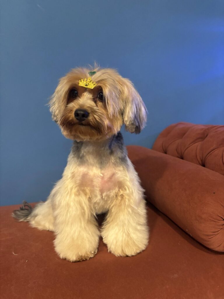 Coca na Realeza Pets, foto 6