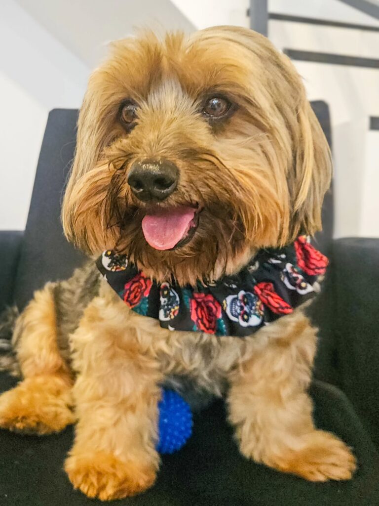 Billie Joe, Yorkshire atendido na Realeza Pets