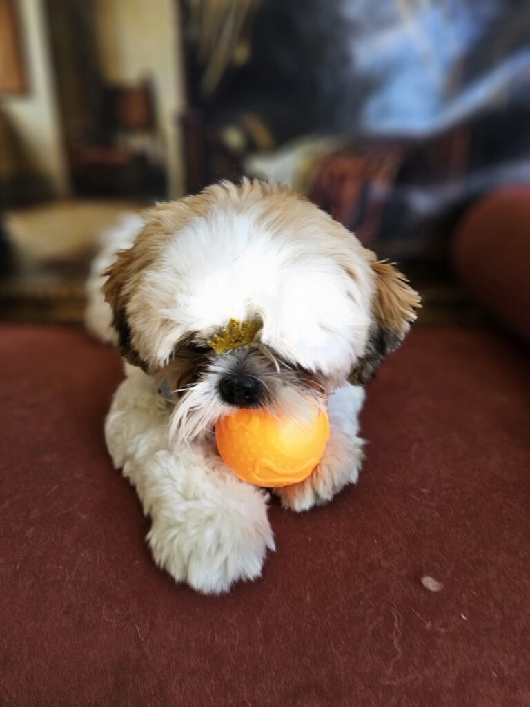 Oliver na Realeza Pets, foto 24
