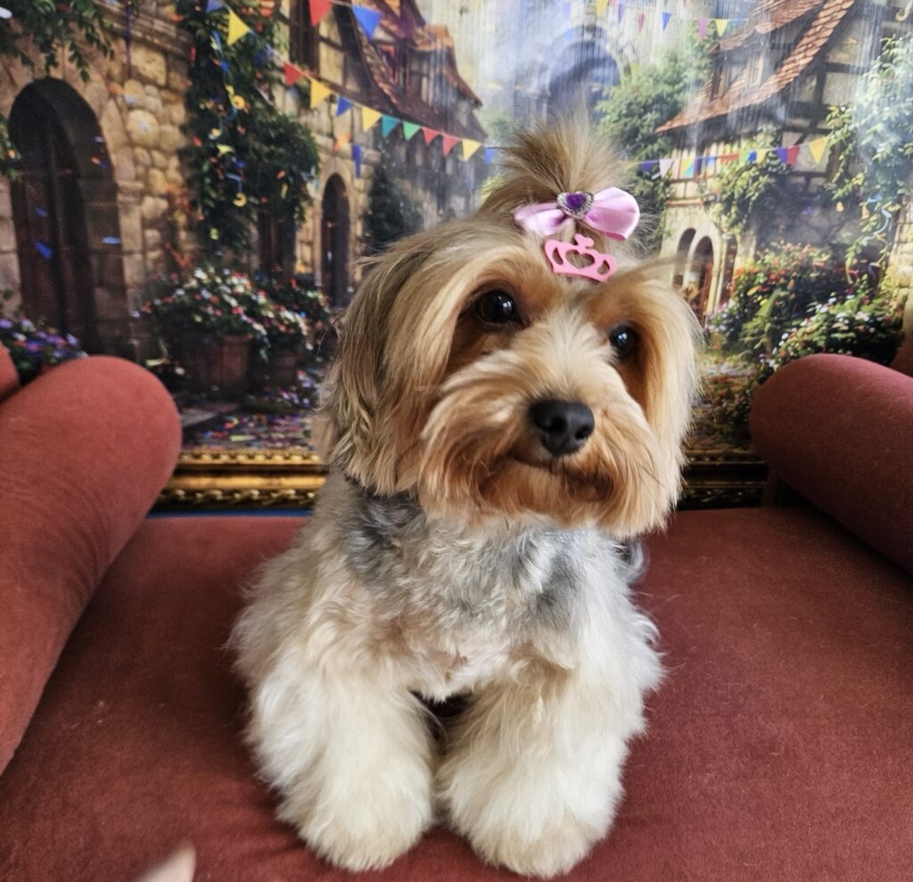 Coca na Realeza Pets, foto 11