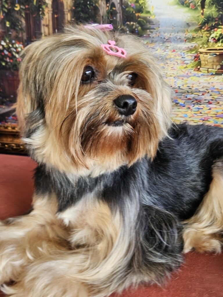 Nana na Realeza Pets, foto 12