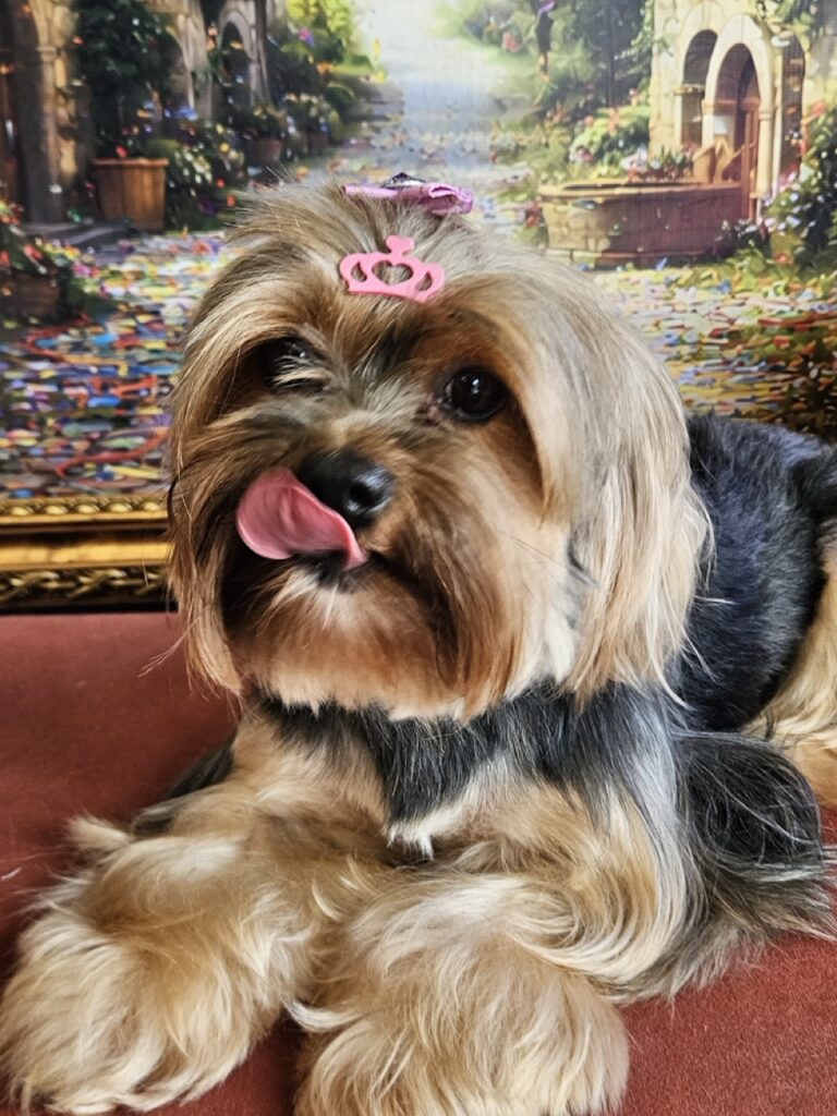 Nana na Realeza Pets, foto 13