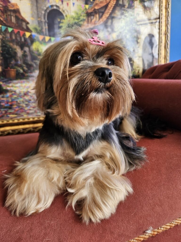 Nana na Realeza Pets, foto 14