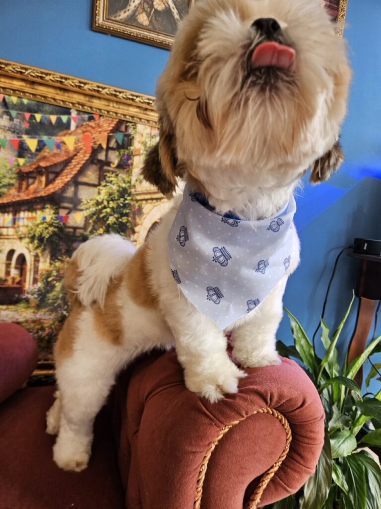 Oliver na Realeza Pets, foto 12