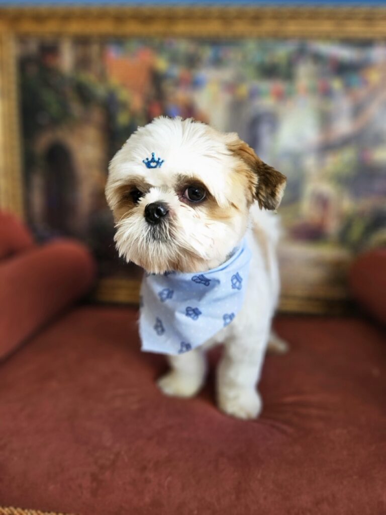 Oliver na Realeza Pets, foto 10