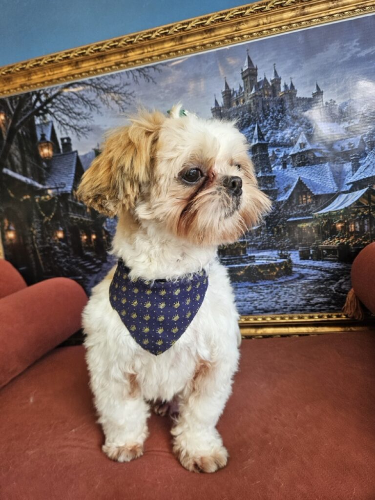 Oliver na Realeza Pets, foto 39