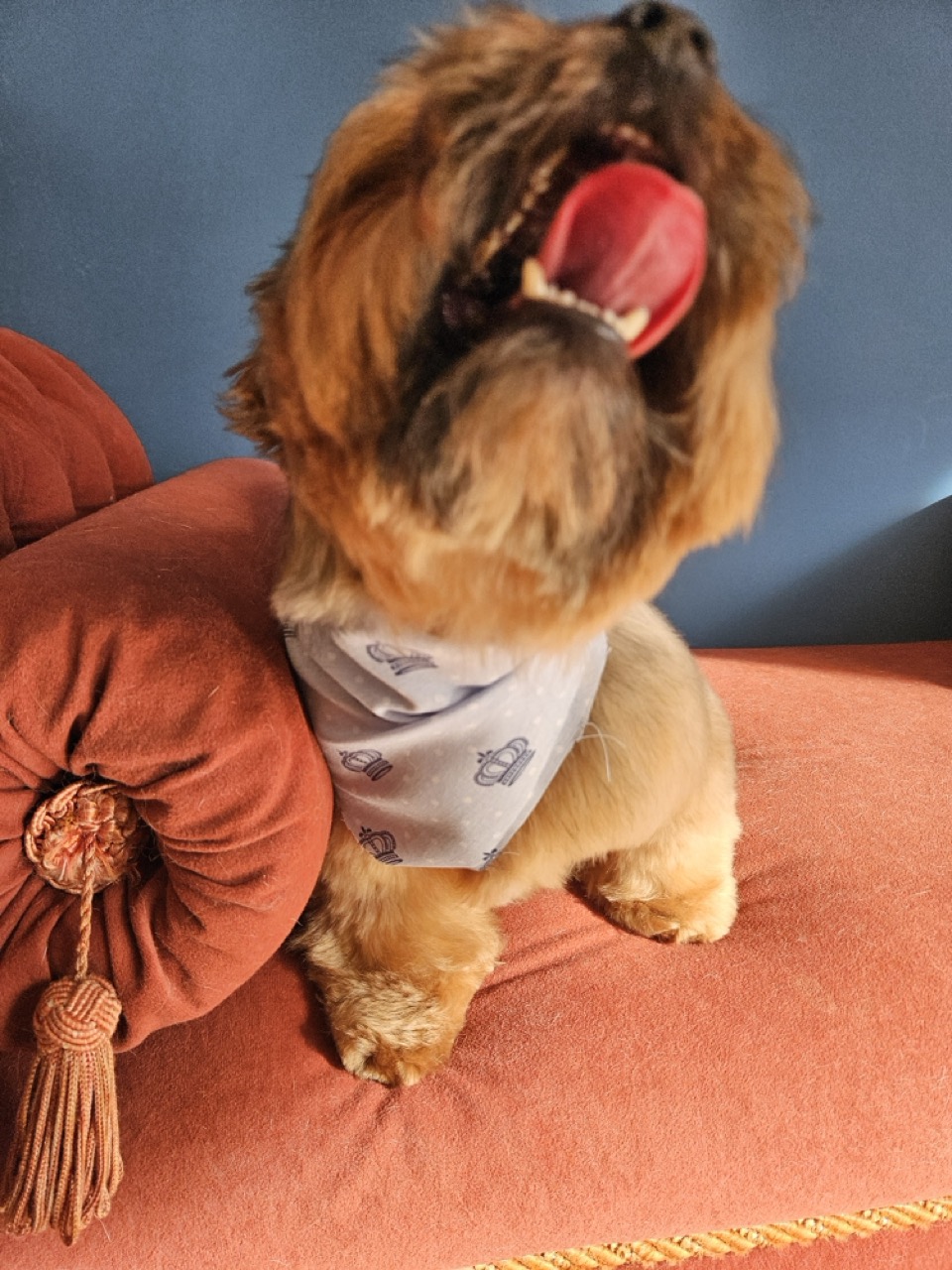 Tosa Tosa da Raça em Max, Yorkshire, feita na Realeza Pets
