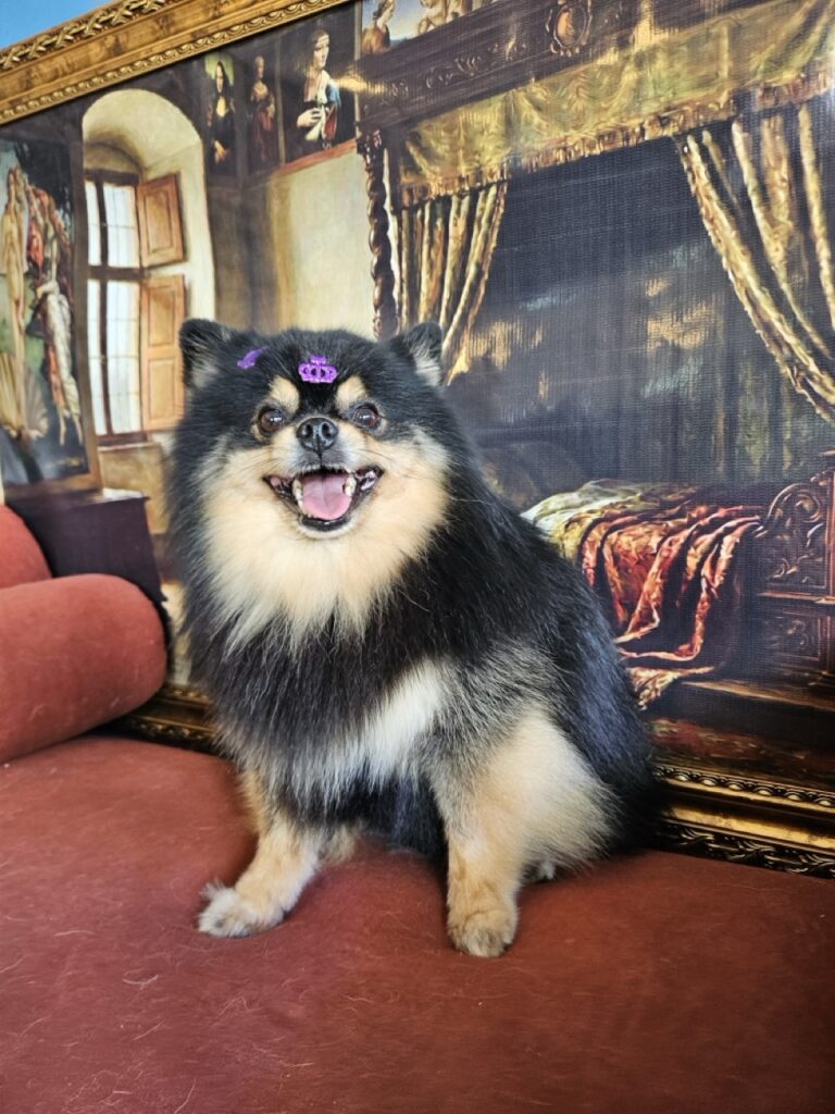 Duke na Realeza Pets, foto 5