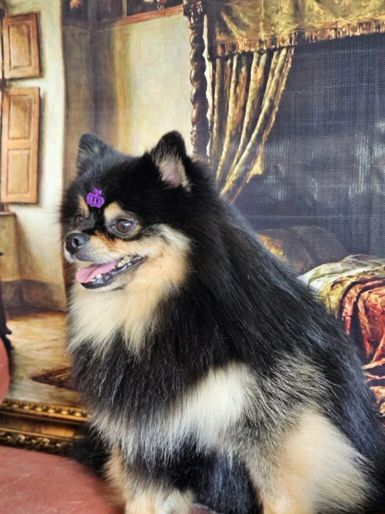 Duke na Realeza Pets, foto 6