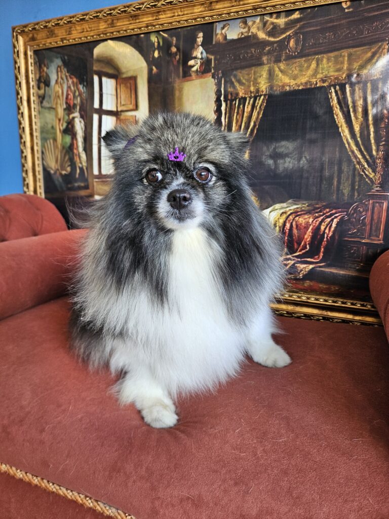 Sophie na Realeza Pets, foto 5