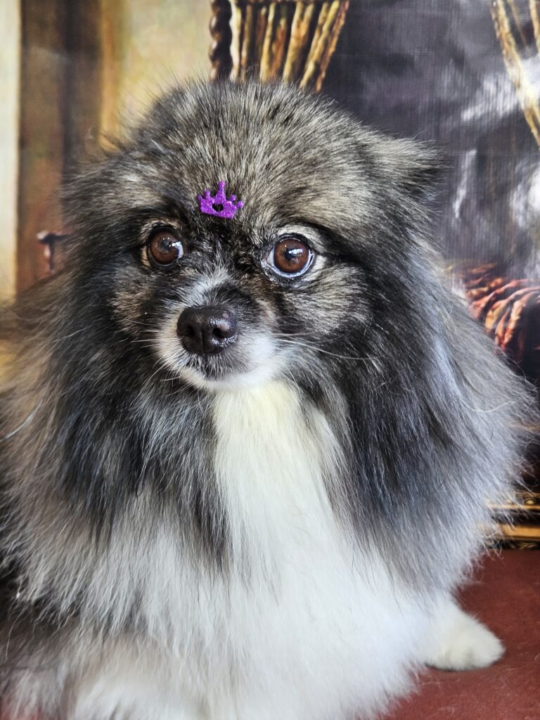 Sophie na Realeza Pets, foto 6