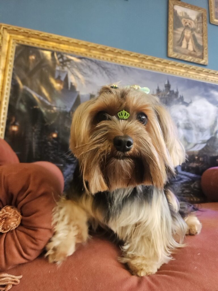 Nana na Realeza Pets, foto 35