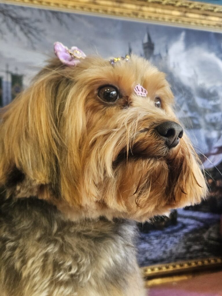 Coca na Realeza Pets, foto 34