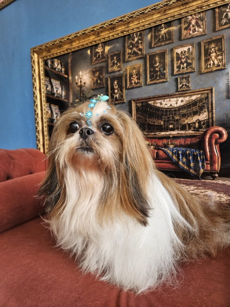Katy Perry na Realeza Pets, foto 46