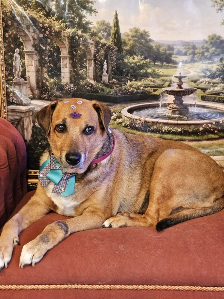 Dinda na Realeza Pets, foto 14