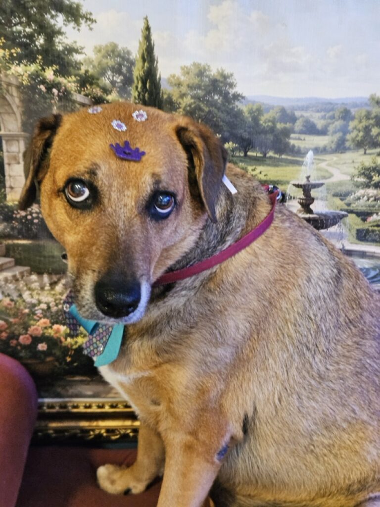 Dinda na Realeza Pets, foto 15