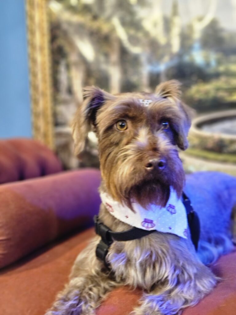 Belinha na Realeza Pets, foto 5