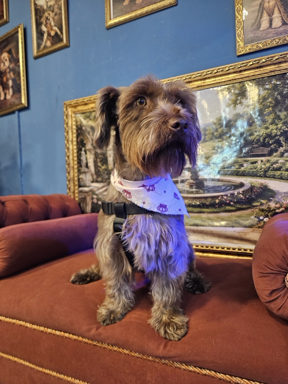 Tosa Tosa da Raça em Belinha, Schnauzer, feita na Realeza Pets