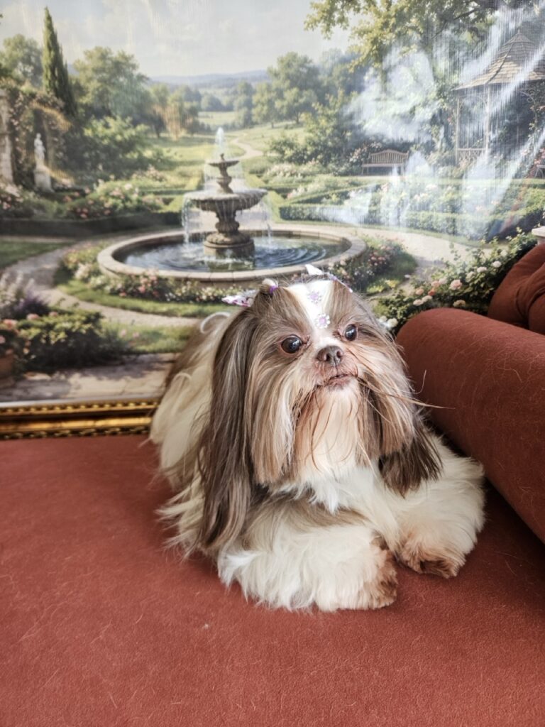 Leia na Realeza Pets, foto 11