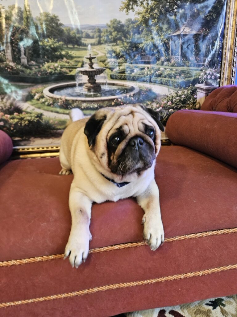 Teves, Pug atendido na Realeza Pets